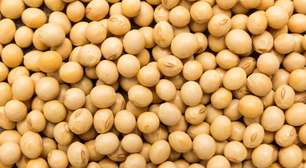 Como substituir a carne nas refeições? Veja 4 proteínas vegetais saborosas