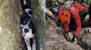 Cachorrinha é resgatada após ficar 3 dias presa entre rochas no Espírito Santo