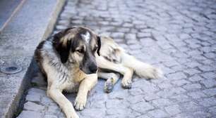 Juntos contra o frio: ajude a aquecer os animais de rua