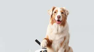Cachorros conseguem prever o diagnóstico de câncer até 18 meses antes dos exames descubra o segredo oculto na saliva
