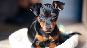 Pinscher e chihuahua: 8 características que diferenciam as duas raças