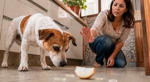 Cebola faz mal para cachorro? Entenda o perigo real e os sintomas