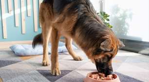 6 dicas para o cachorro comer mais devagar