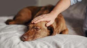 Seu pet perdeu o brilho? Veja quando ligar o alerta para depressão