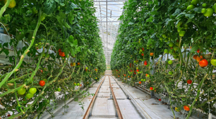 Chega de amarrar tomates em estacas: a técnica simples que economiza espaço e esforço