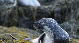 Um homem está comendo carne de foca podre na Groenlândia há um mês; por quê? Para provar que é possível