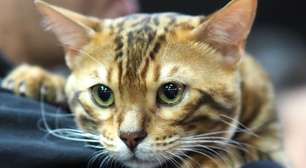 O Rei Leão: 8 nomes para gatos inspirados no filme