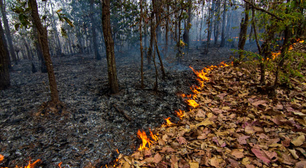 Fumaça de incêndios florestais libera mais gases nocivos do que o esperado