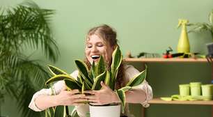Falar com as plantas faz com que elas cresçam mais saudávei