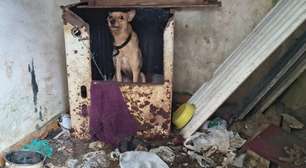 Núcleo de Bem-Estar Animal de Mogi resgata dois cães em situação de abandono e maus-tratos