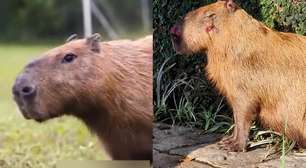 Capivara espancada por grupo de homens no RJ é devolvida à natureza após dois meses de tratamento