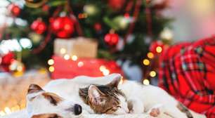 Pet dormindo demais? Saiba quando o excesso de sono vira sinal de alerta