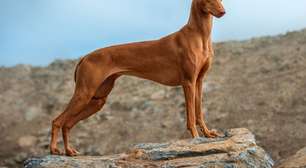 Pharaoh hound: conheça as características do cachorro dessa raça