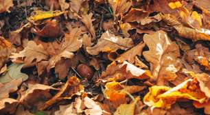 Por que as pontas das folhas ficam marrons? Entenda as causas e como recuperar plantas de interior
