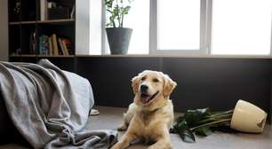 Saiba quantas horas seu cachorro pode ficar sozinho em casa