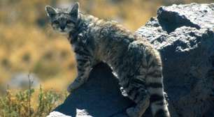 'Fantasma dos Andes': felino raro ameaçado de extinção é avistado pelo 3º ano consecutivo e empolga cientistas