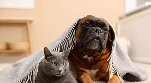 Dores articulares nos pets durante o frio: saiba como protegê-los
