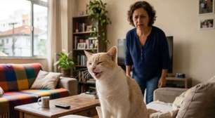 Gato espirrando muito? Alguns sinais podem indicar mais do que irritação