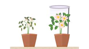 Fotossíntese artificial: como "folhas sintéticas" podem transformar luz solar, CO e água em combustíveis limpos do futuro