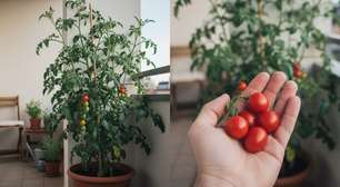 O tomate-cereja é a planta perfeita para quem sonha com uma horta em casa