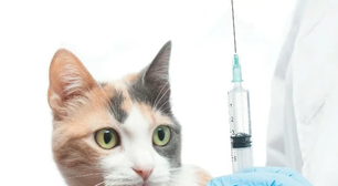 HypoCat: a vacina que neutraliza a proteína causadora da alergia a gatos e aproxima pets de tutores alérgicos