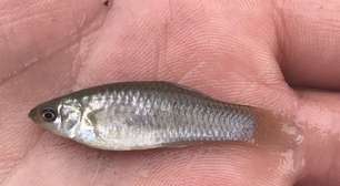 Espécie rara de peixe, Poecilia formosa é capaz de 'se clonar' sem precisar de machos e intriga cientistas