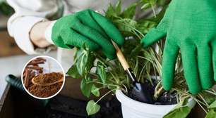 Veja o passo a passo para usar canela em pó no jardim e salvar suas plantas