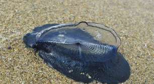O que são as 'Velella velella', que intrigaram banhistas em praias da Califórnia