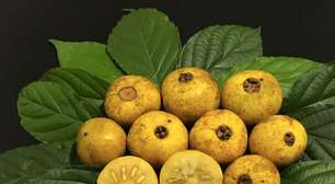 Fruta típica do Cerrado e da Mata Atlântica reaparece como tendência em quintais e jardins