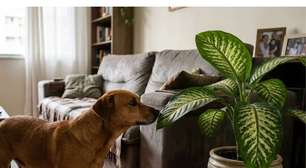 Muita gente só descobre o perigo dessa planta depois de um susto