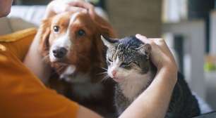 Lambedura excessiva e isolamento: como descobrir se o seu cão ou gato está ansioso