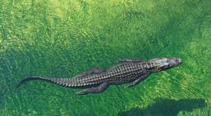 A China precisa de uma "blindagem" barata para desviar projéteis no campo de batalha; e encontrou isso nos crocodilos