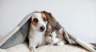 Frio pode causar dores nos pets? Saiba como proteger seu animal