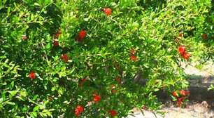 Esta é a árvore frutífera ideal para o seu jardim: quase sem raízes, não racha o solo e oferece boa sombra