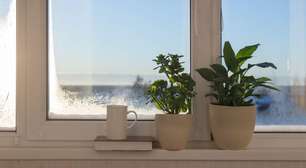 Planta sente frio? 5 cuidados essenciais para a sobrevivência do seu jardim