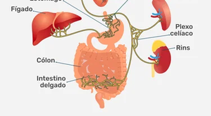 O segundo cérebro: como o eixo intestino-cérebro influencia humor, ansiedade e depressão