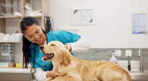 Animal vomitando: 7 causas comuns que merecem atenção
