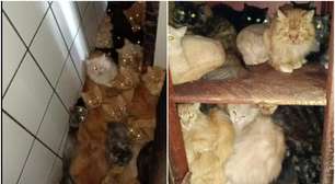 Mais de 400 gatos são encontrados em situação precária em apartamento de SC