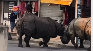 Rinocerontes brigam no meio da rua no Nepal e assustam turistas; veja vídeo