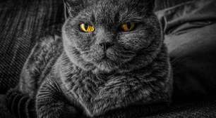 Quer atrair prosperidade? Veja como pedir dinheiro para os gatos do jeito certo