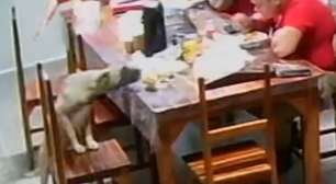 Cãozinho invade quartel e 'rouba' sanduíche de bombeiro no Ceará