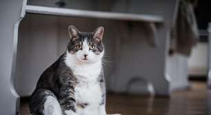 Preto, branco ou filhote: a cor do gato pode mudar o significado do sonho