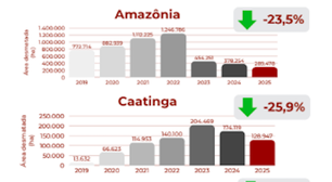 Desmatamento no Brasil tem queda de 20,6%
