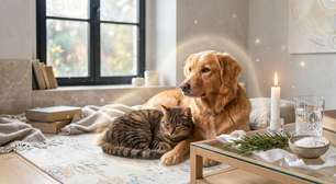 Simpatia para pets: ritual para manter os animais protegidos e saudáveis