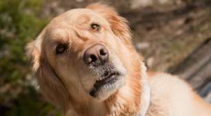 7 sinais de que seu cachorro está pedindo mais atenção (e como ajudá-lo)