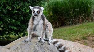 Lêmure: 7 curiosidades sobre esse primata de Madagascar