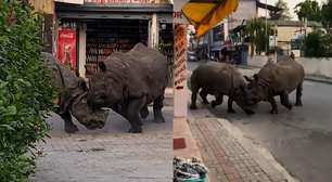 Rinocerontes brigam no meio da rua no Nepal e assustam turistas