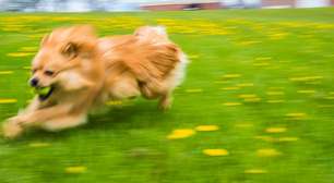 Seu cão anda agitado ou dormindo demais? A culpa pode ser da nova frequência da Terra