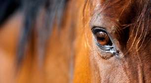 Cavalos e emoções humanas: a ciência por trás da leitura de expressões faciais e da conexão interespécies