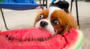 Cão chupando manga? Veja 7 frutas que seu pet pode comer